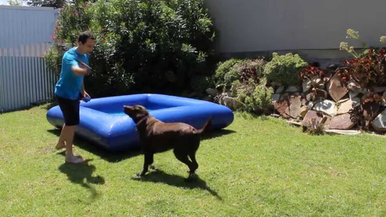 Dog Inflatable Pool for Summer